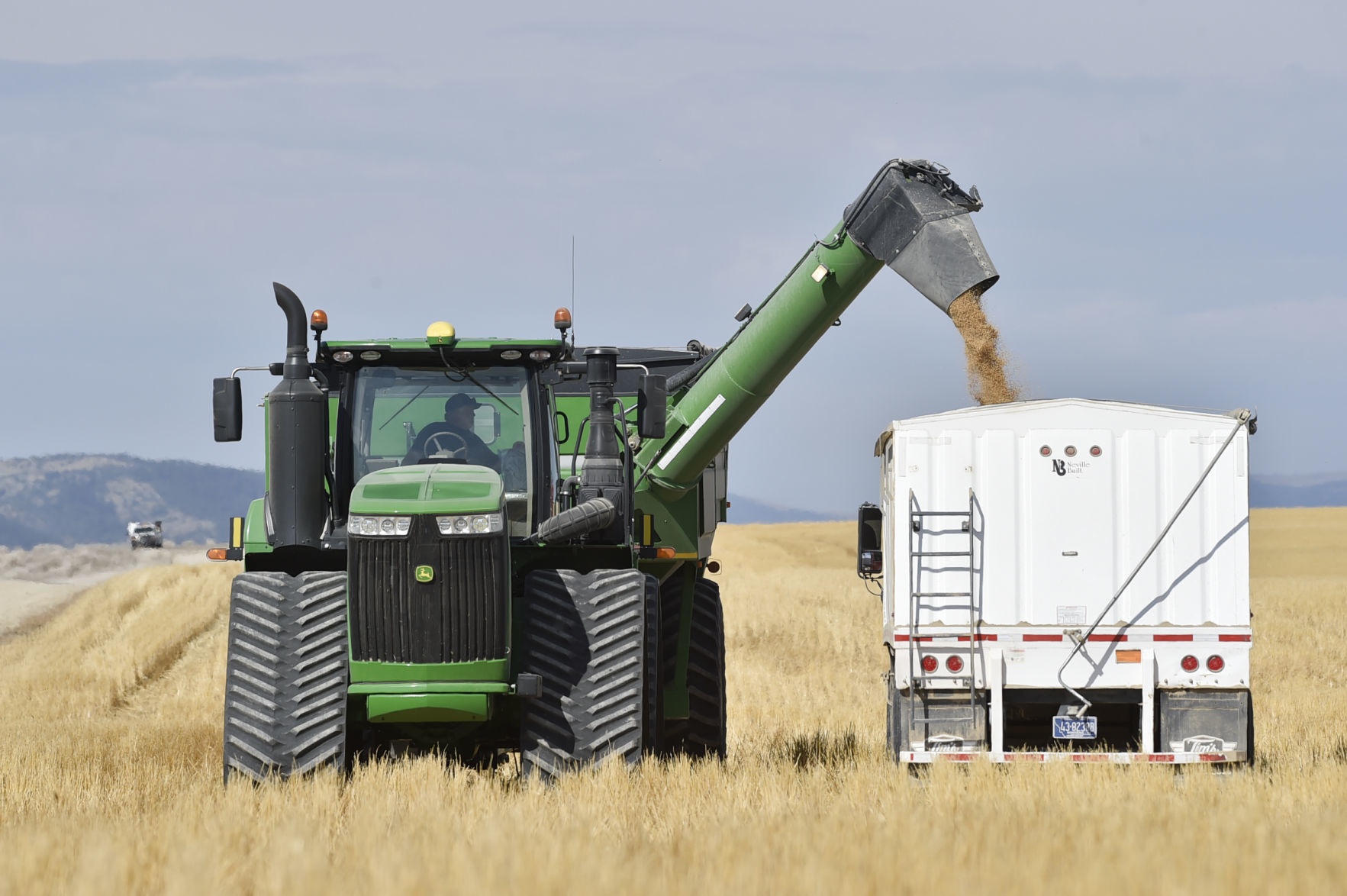 Harvested wheat is loaded into a truck